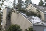A fallen tree branch rests on a snowy roof after winter storm preparation.