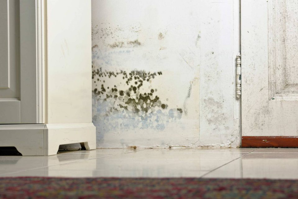 spots of mold or mildew on the bottom of a white wall in a home