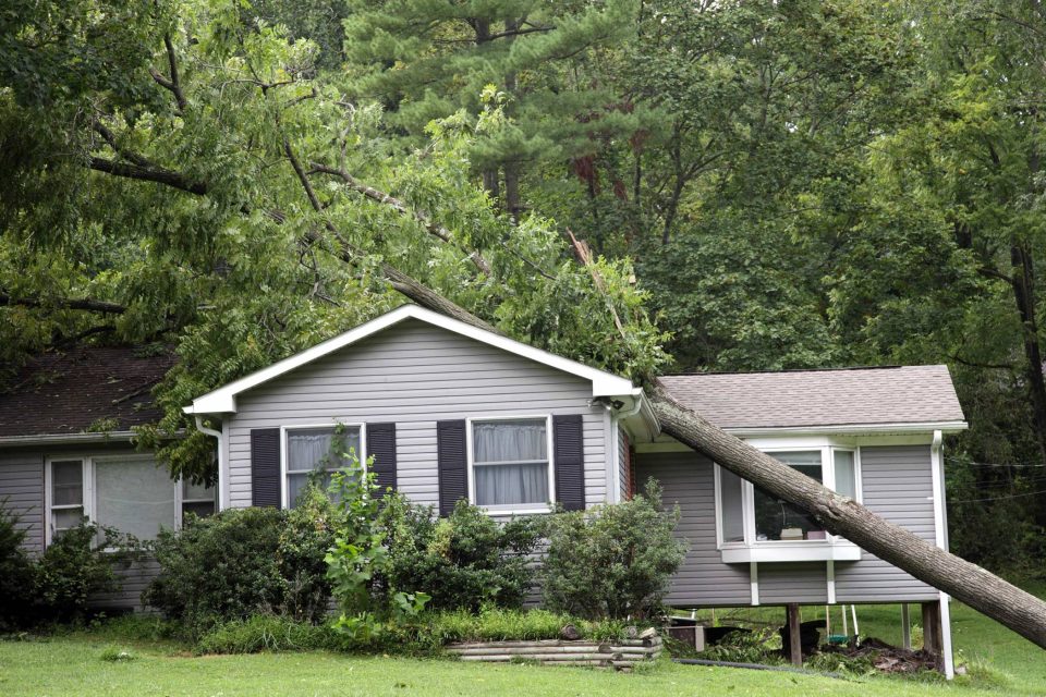 Fallen tree from storm damage leans on a gray house amidst lush greenery.